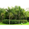 加拿利海棗種植批發|暢銷的加拿利海棗出售
