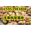 供應生姜行情 生姜批發價格