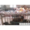 出售山東臨沂優良仔豬