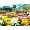 宿根草花價格——想要優質的國慶菊就來同慶花卉