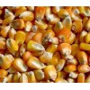 常年大量收購玉米、碎米、大豆、高粱