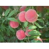 供應(yīng)山東新型映霜紅桃樹苗，江西映霜紅桃樹苗
