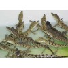 精品鱷魚養殖推薦——優質的鱷魚養殖