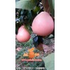 供應福建質(zhì)量好的三紅柚子苗_三紅柚子苗價格