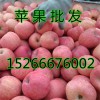 冷庫(kù)紅富士蘋果最新價(jià)格山東蘋果基地最新