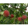 重慶胭脂脆桃苗特點(diǎn)，重慶胭脂脆桃苗價(jià)格