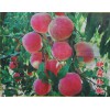 大量出售山東桃苗——臨沂全紅大蜜桃桃苗