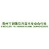 優惠的花卉苗木推薦|大葉黃楊價格