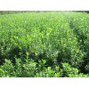扶芳藤價格 供應山東銷量佳的扶芳藤