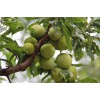 重慶蜂糖李苗基地，重慶蜂糖李苗品種，重慶蜂糖李苗特點(diǎn)