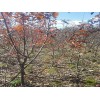 開原市耐寒綠化苗木專業供應紅豆杉——寒富蘋果樹苗