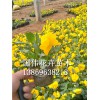 三色堇基地——供應山東銷量佳的三色堇