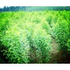 極好的突圍樹苗推薦，山東桃樹苗基地