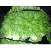 順旺農產品配送服務供應一流的蔬菜配送：價格劃算的蔬菜配送