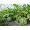 蔬菜大棚膜供貨商——市場上優(yōu)質(zhì)的西瓜專用膜在哪里可以找到
