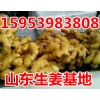 山東優質生姜基地15953983808