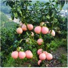 貴州三紅柚苗基地，貴州三紅柚苗價(jià)格，貴州三紅柚苗批發(fā)