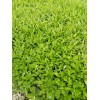 四川香橙芽苗特點(diǎn)，四川香橙芽苗出售，四川香橙芽苗種植技術(shù)