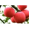 山東紅富士蘋果最新批發價格