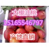 15165546797大量*西瓜批發價格