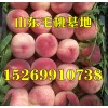 山東毛桃產地大量批發優質毛桃