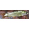 翡翠草魚(yú)魚(yú)苗（紫蘇草魚(yú)魚(yú)苗、軟刺草鯇魚(yú)苗）