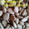 大果布福娜種子批發