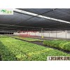 供應(yīng)薄膜大棚FC-006、芳誠溫室--18988967562