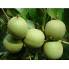 簡陽核桃樹苗品種，簡陽核桃樹苗特點，簡陽核桃樹苗價格