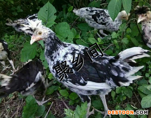QQ截圖20170718101412