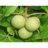 資陽核桃樹苗品種，資陽核桃樹苗特點，資陽核桃樹苗價格