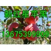 紙袋紅星蘋果批發價格2017