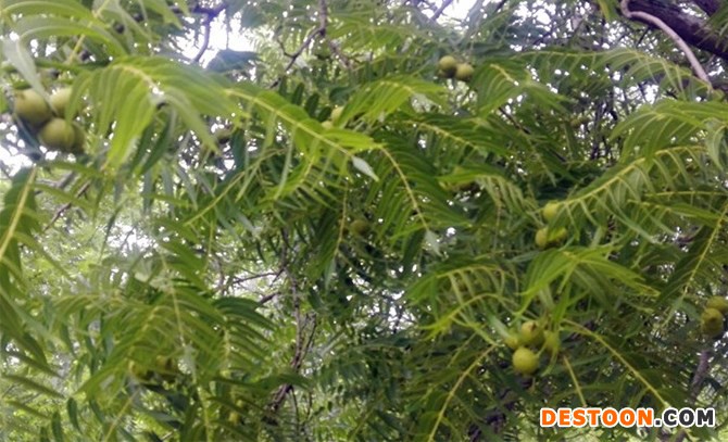 1-猴頭核桃樹上青果