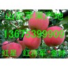 山東紅星蘋果什么價格 今日產地批發行情