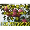 現在哪里的紅星蘋果批發便宜