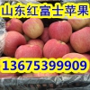 紅富士蘋果批發 山東地區今日報價 紙袋紅富士價格