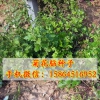 菊花腦種子、菊花葉清熱解毒、降三高