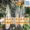 變色瓜種子 老鼠瓜 金芒果 結果量大 特色瓜果種子