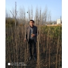 供應美國黑核桃苗實生苗嫁接苗2018-2019
