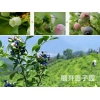 果樹苗木繁育項目招商 穩定投資 利潤翻倍
