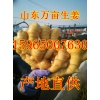 今日生姜價(jià)格是多少 山東生姜產(chǎn)地價(jià)格行情