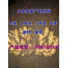 山東莒縣生姜主產(chǎn)區(qū)批發(fā)價(jià)格