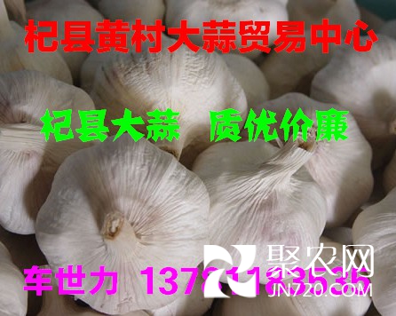 杞縣黃村大蒜26