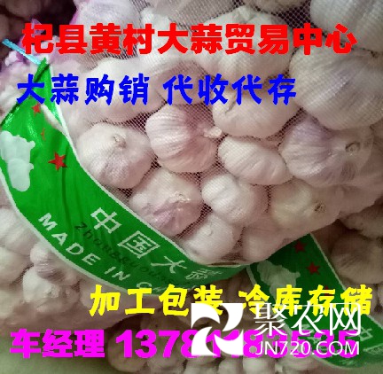 杞縣黃村大蒜36