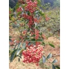 四川大紅袍花椒苗基地，四川大紅袍花椒苗價格