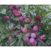 脆紅李苗批發(fā)，四川脆紅李苗銷售