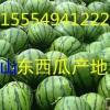 15554941222大棚西瓜產地批發