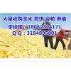 哪里大量收購玉米，常年收購玉米（在線咨詢）