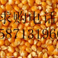 旺川求購：玉米、大麥、高粱、棉粕