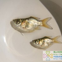 供應縮骨花鰱魚苗、縮骨大頭